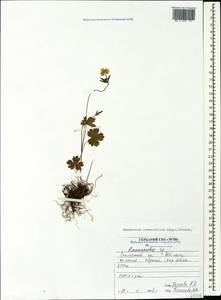 Ranunculus crassifolius (Rupr.) Grossh., Caucasus, North Ossetia, Ingushetia & Chechnya (K1c) (Russia)