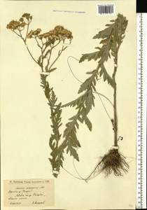 Jacobaea erucifolia subsp. grandidentata (Ledeb.) V. V. Fateryga & Fateryga, Eastern Europe, Lower Volga region (E9) (Russia)