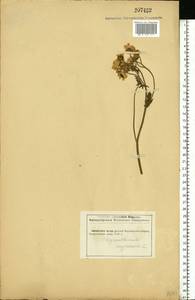 Tanacetum corymbosum subsp. corymbosum, Eastern Europe, Central forest-and-steppe region (E6) (Russia)