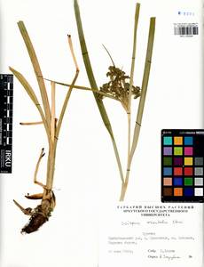 Scirpus orientalis Ohwi, Siberia, Baikal & Transbaikal region (S4) (Russia)