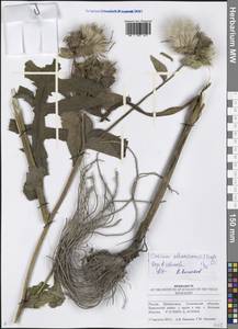 Cirsium oleraceum (L.) Scop., Eastern Europe, Middle Volga region (E8) (Russia)
