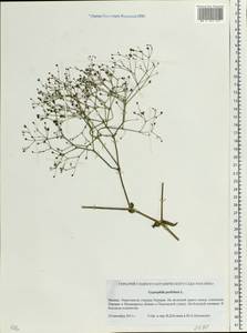 Gypsophila perfoliata L., Eastern Europe, Moscow region (E4a) (Russia)