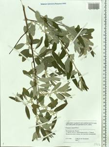 Elaeagnus angustifolia, Eastern Europe, Lower Volga region (E9) (Russia)