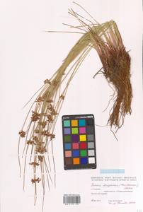 Juncus decipiens (Buchenau) Nakai, Siberia, Russian Far East (S6) (Russia)
