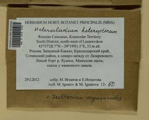 Heterocladium heteropterum Schimp., Bryophytes, Bryophytes - North Caucasus & Ciscaucasia (B12) (Russia)