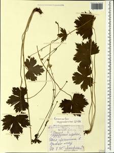Ranunculus cappadocicus Willd., Caucasus, Georgia (K4) (Georgia)