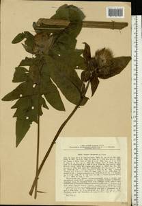 Cirsium oleraceum (L.) Scop., Eastern Europe, Moscow region (E4a) (Russia)