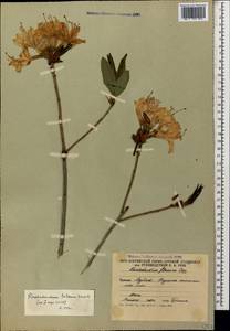 Rhododendron luteum Sweet, Caucasus, South Ossetia (K4b) (South Ossetia)