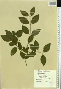 Lonicera xylosteum L., Eastern Europe, West Ukrainian region (E13) (Ukraine)