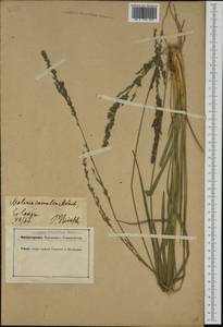 Molinia caerulea (L.) Moench, Western Europe (EUR) (Germany)