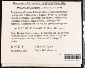 Symblepharis elongata (I. Hagen) Fedosov, M. Stech & Ignatov, Bryophytes, Bryophytes - Russian Far East (excl. Chukotka & Kamchatka) (B20) (Russia)