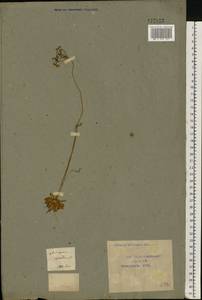 Androsace septentrionalis L., Eastern Europe, Central forest-and-steppe region (E6) (Russia)