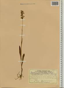 Dactylorhiza fuchsii subsp. hebridensis (Wilmott) Soó, Siberia, Central Siberia (S3) (Russia)
