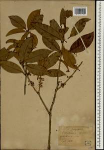Osmanthus fragrans var. aurantiacus Makino, South Asia, South Asia (Asia outside ex-Soviet states and Mongolia) (ASIA) (Japan)