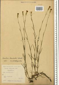 Dianthus marschallii Schischk., Crimea (KRYM) (Russia)