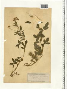 Cardamine amara L., Eastern Europe, Moscow region (E4a) (Russia)