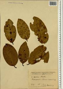 Cinnamomum verum J. S. Presl, South Asia, South Asia (Asia outside ex-Soviet states and Mongolia) (ASIA) (Sri Lanka)