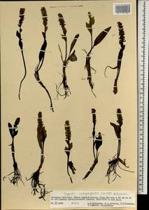 Lagotis integrifolia (Willd.) Schischk. ex Vikulova, Mongolia (MONG) (Mongolia)