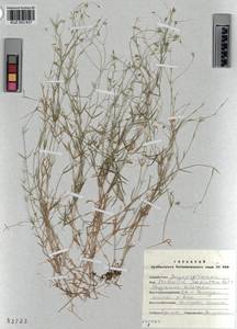 KUZ 003 837, Stellaria palustris Ehrh. ex Retz., Siberia, Altai & Sayany Mountains (S2) (Russia)
