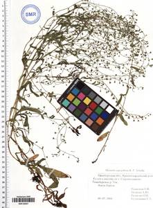 Myosotis laxa (Sam.) Hyl. ex Nordh., Eastern Europe, Eastern region (E10) (Russia)