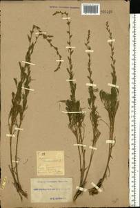 Artemisia campestris L., Eastern Europe, South Ukrainian region (E12) (Ukraine)