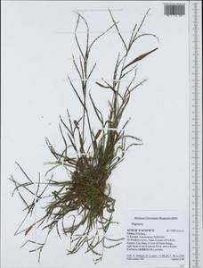Digitaria, South Asia, South Asia (Asia outside ex-Soviet states and Mongolia) (ASIA) (China)