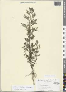 Artemisia annua L., Eastern Europe, Central forest-and-steppe region (E6) (Russia)