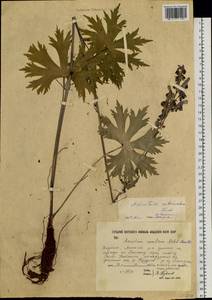 Aconitum rubicundum (Ser.) Fisch. ex C. Young, J. Young & P. Young, Siberia, Yakutia (S5) (Russia)
