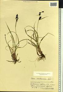 Carex membranacea Hook., Siberia, Chukotka & Kamchatka (S7) (Russia)