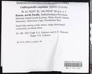 Calliergonella cuspidata (Hedw.) Loeske, Bryophytes, Bryophytes - Russian Far East (excl. Chukotka & Kamchatka) (B20) (Russia)
