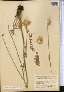 Rhaponticoides taliewii (Kleopow) M. V. Agab. & Greuter, Middle Asia, Caspian Ustyurt & Northern Aralia (M8) (Kazakhstan)