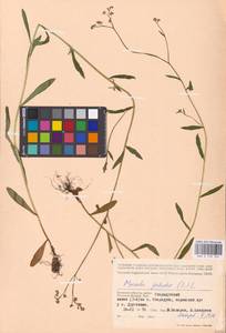 MHA 0 153 324, Myosotis scorpioides L., Eastern Europe, Western region (E3) (Russia)