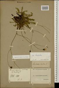 Crepis sancta subsp. sancta, Caucasus, Georgia (K4) (Georgia)