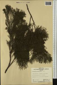Exocarpos cupressiformis Labill., Australia & Oceania (AUSTR) (Australia)