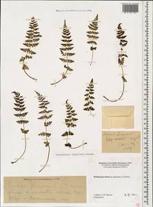 Cystopteris fragilis (L.) Bernh., Caucasus, Stavropol Krai, Karachay-Cherkessia & Kabardino-Balkaria (K1b) (Russia)