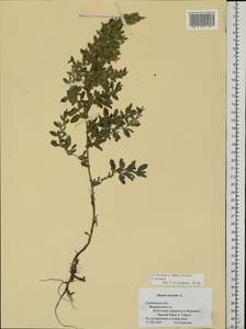 Ononis arvensis L., Eastern Europe, Central forest-and-steppe region (E6) (Russia)