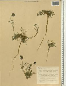 Oxytropis, South Asia, South Asia (Asia outside ex-Soviet states and Mongolia) (ASIA) (China)