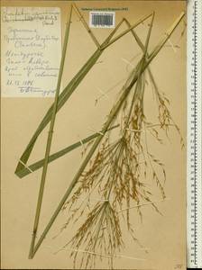Loudetia arundinacea (Hochst. ex A.Rich.) Hochst. ex Steud., Africa (AFR) (Ethiopia)