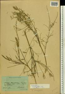 Astragalus brachylobus DC., Eastern Europe, Lower Volga region (E9) (Russia)