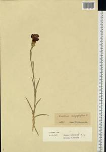 Dianthus caryophyllus L., Eastern Europe, Central region (E4) (Russia)