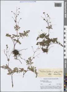 Thalictrum foetidum L., Siberia, Altai & Sayany Mountains (S2) (Russia)