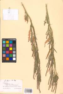 Atriplex laevis C.A.Mey., Eastern Europe, Moscow region (E4a) (Russia)