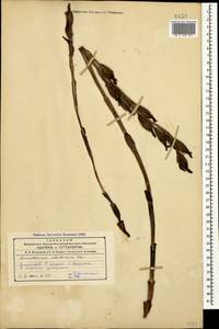 Limodorum abortivum (L.) Sw., Caucasus, Azerbaijan (K6) (Azerbaijan)