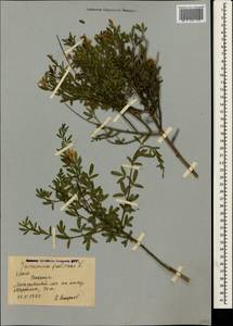 Chrysojasminum fruticans (L.) Banfi, Crimea (KRYM) (Russia)