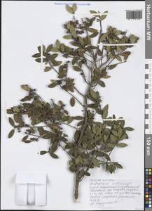Phillyrea latifolia L., Western Europe (EUR) (Greece)