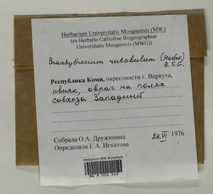 Brachythecium rutabulum (Hedw.) Schimp., Bryophytes, Bryophytes - European North East (B7) (Russia)
