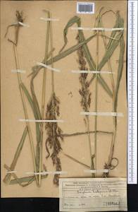 Sorghum halepense (L.) Pers., Middle Asia, Western Tian Shan & Karatau (M3) (Kazakhstan)