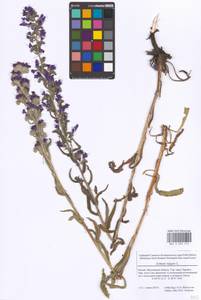 Echium vulgare L., Eastern Europe, Moscow region (E4a) (Russia)