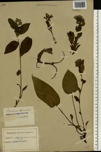 Pulmonaria obscura Dumort., Eastern Europe, South Ukrainian region (E12) (Ukraine)