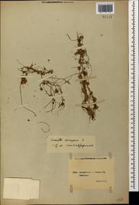 Cuscuta europaea L., Caucasus, Georgia (K4) (Georgia)